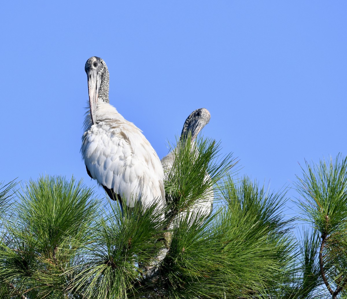 Wood Stork - ML380177611