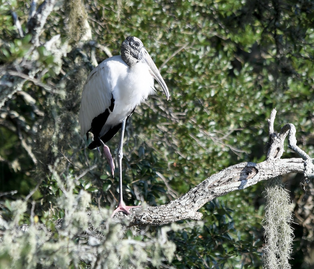 Wood Stork - ML380177621