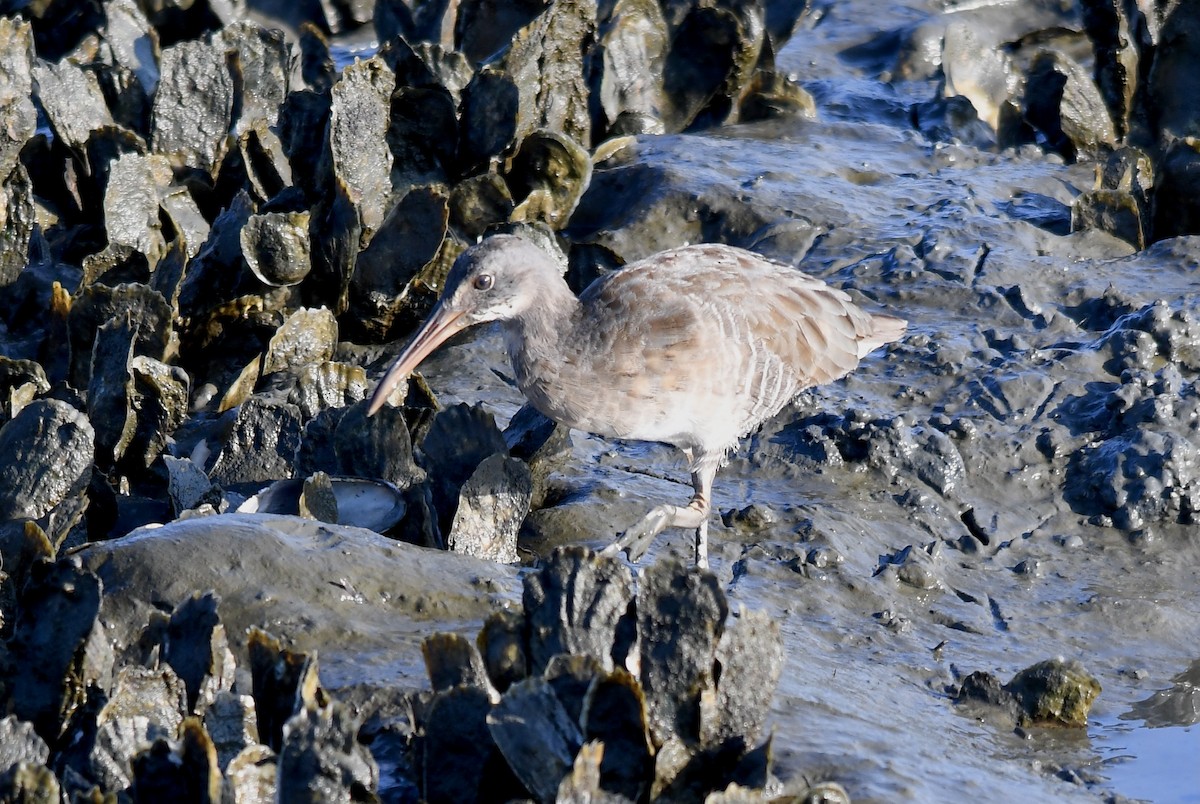 Clapper Rail - ML380177891