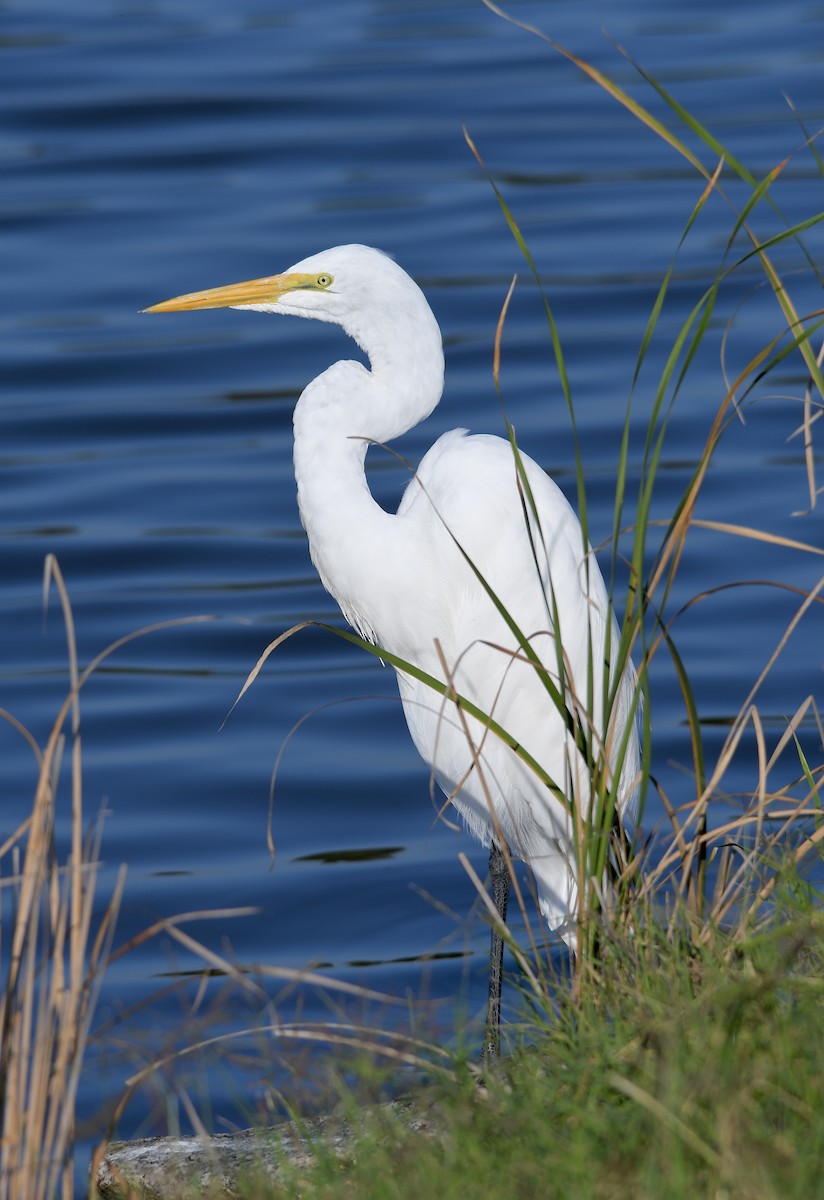 Great Egret - ML380178091