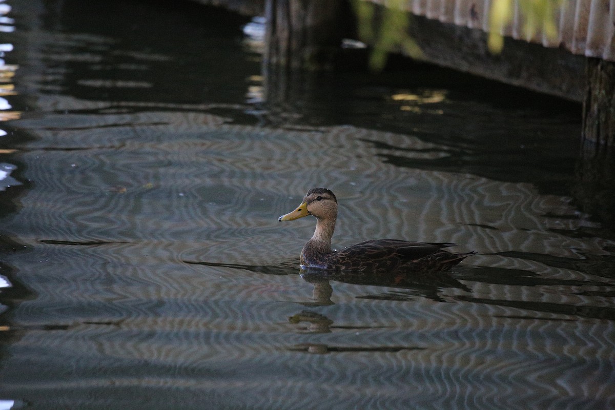 Mottled Duck - Vincent O'Brien