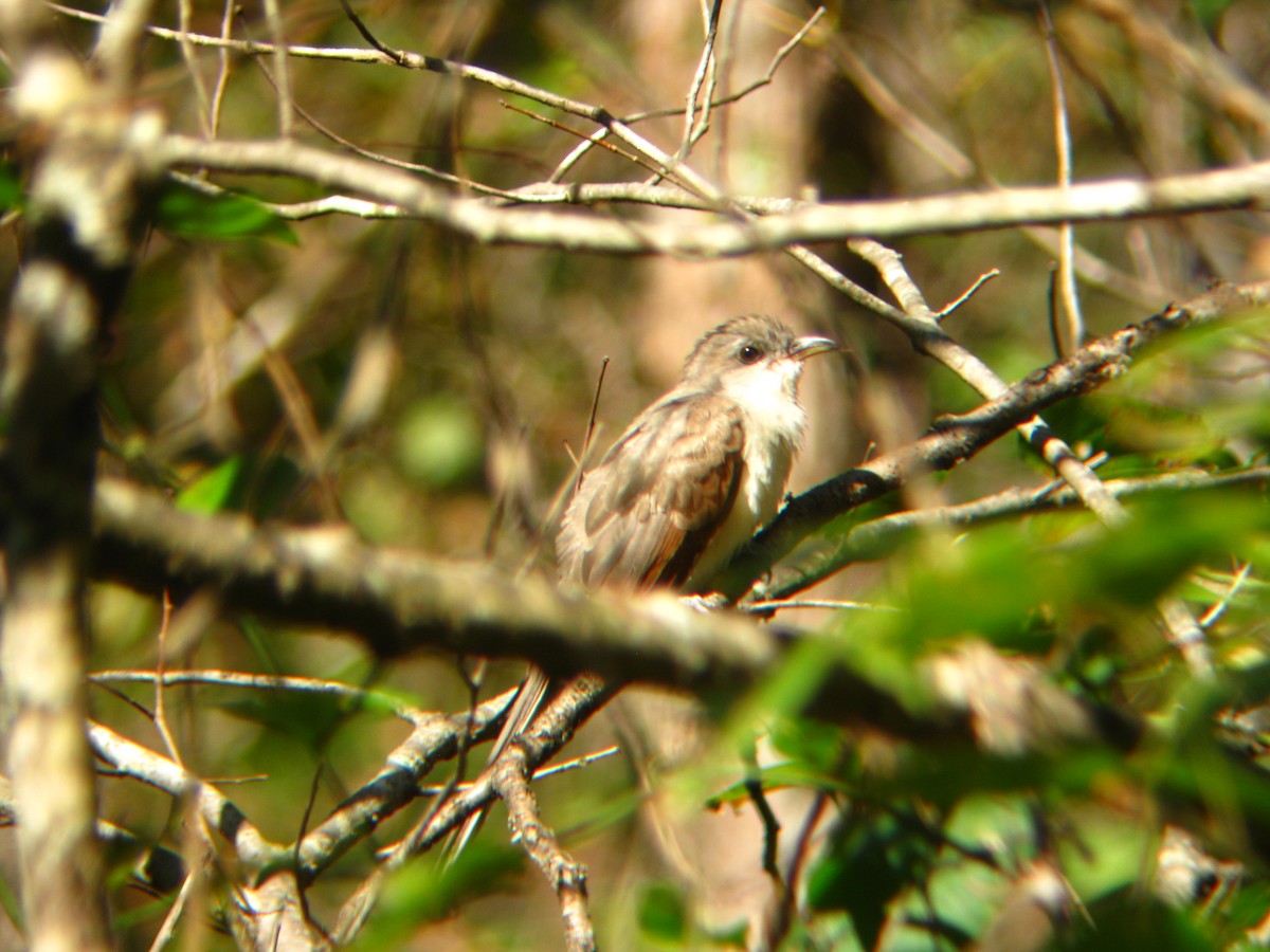 Yellow-billed Cuckoo - ML38017911