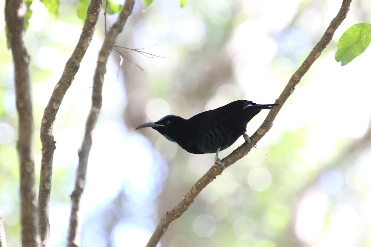 Paradise Riflebird - ML380179611