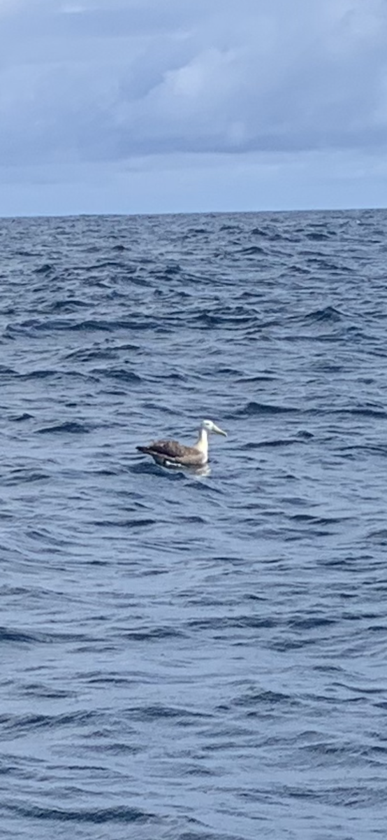 Waved Albatross - ML380179721