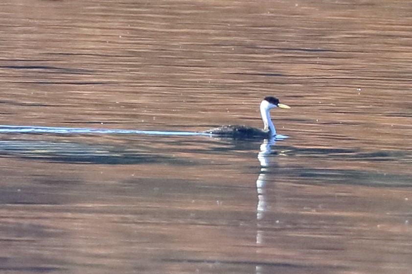 Western Grebe - ML380180141