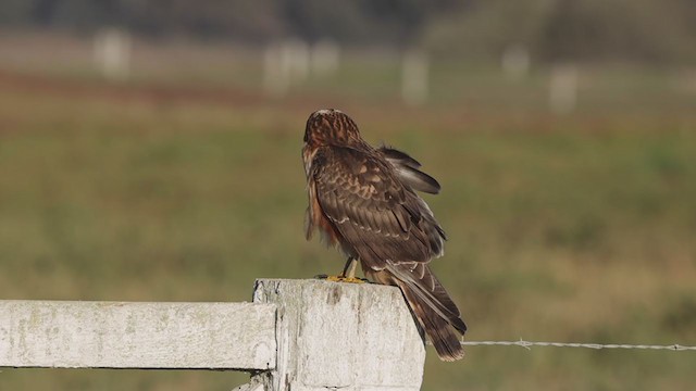 mørkmyrhauk - ML380180201