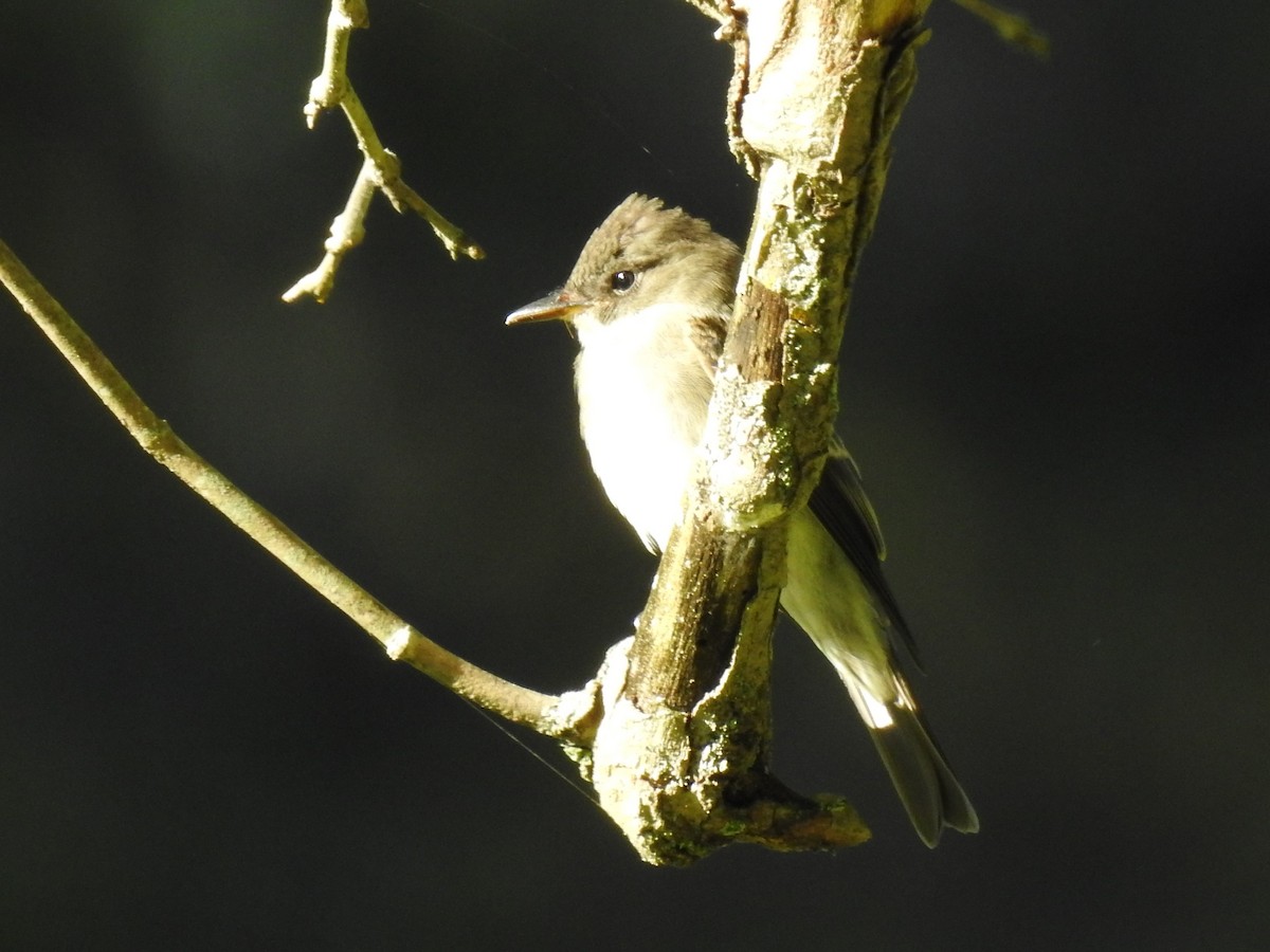 Eastern Wood-Pewee - Chris Wiles