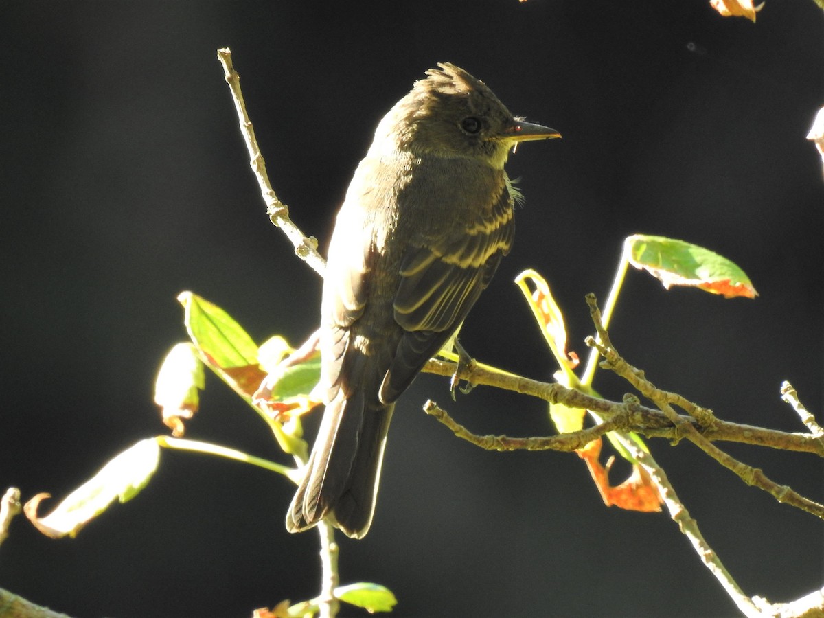 Eastern Wood-Pewee - Chris Wiles