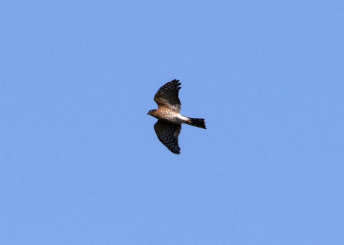 Sharp-shinned Hawk - Bruce Arnold