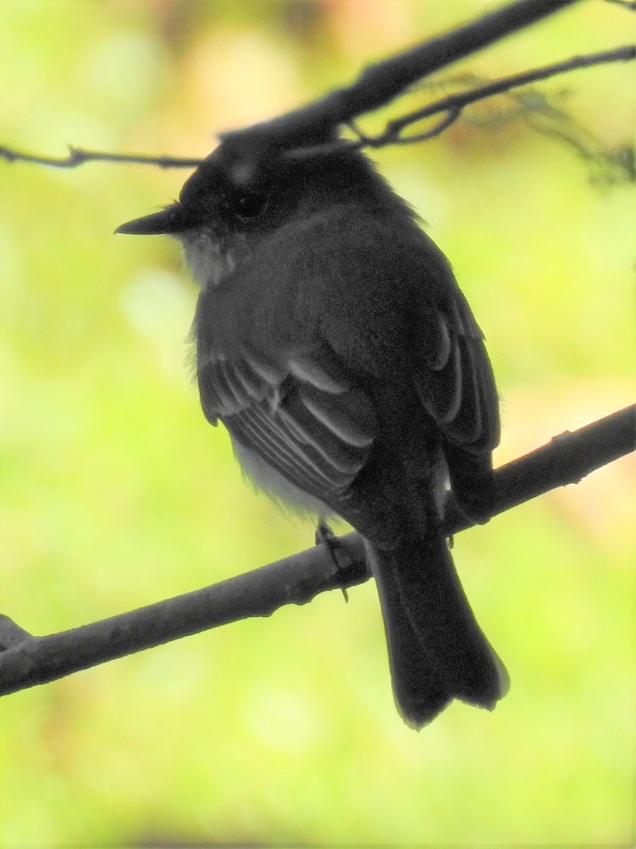 Eastern Phoebe - Chris Wiles