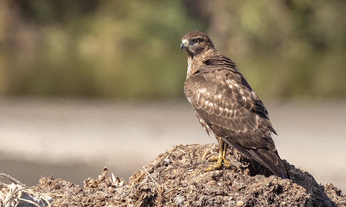 Red-tailed Hawk (calurus/alascensis) - Paul Fenwick