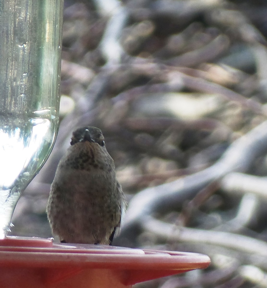 Anna's Hummingbird - Susan E