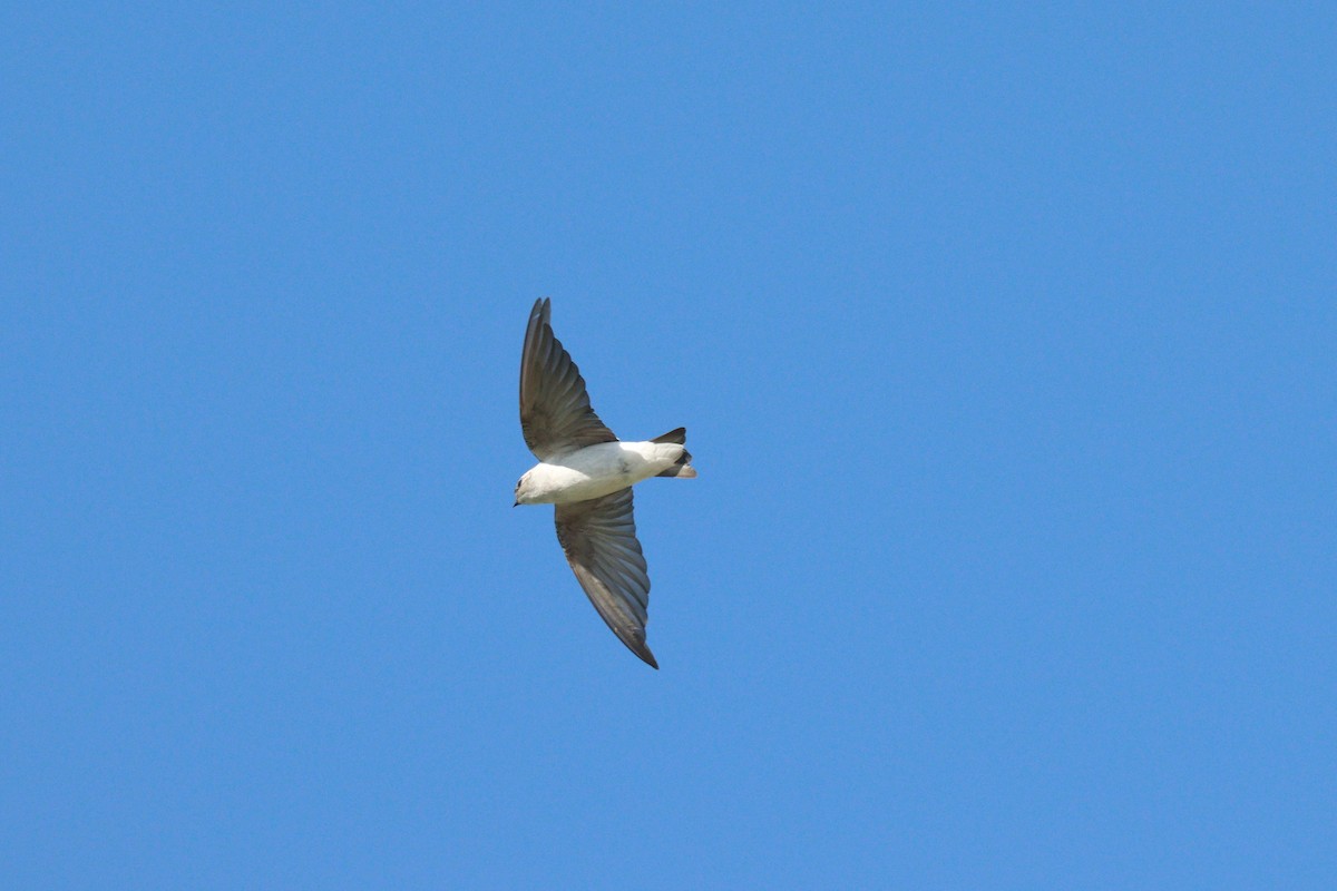 Violet-green Swallow - ML380189721