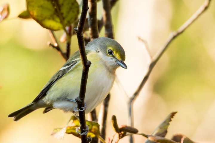 White-eyed Vireo - ML380189891