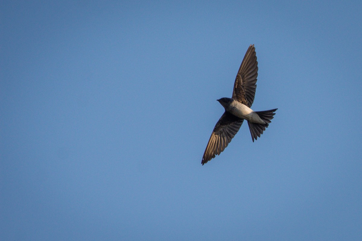 Gray-breasted Martin - ADRIAN GRILLI