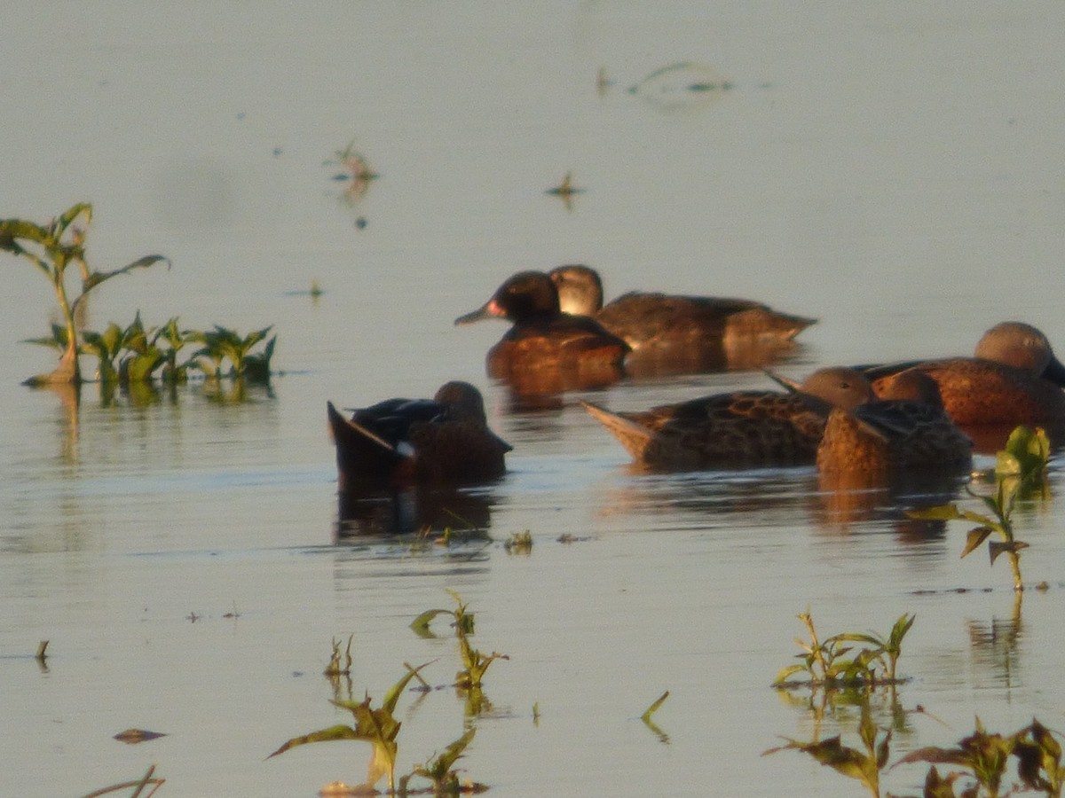 Black-headed Duck - ML380190511