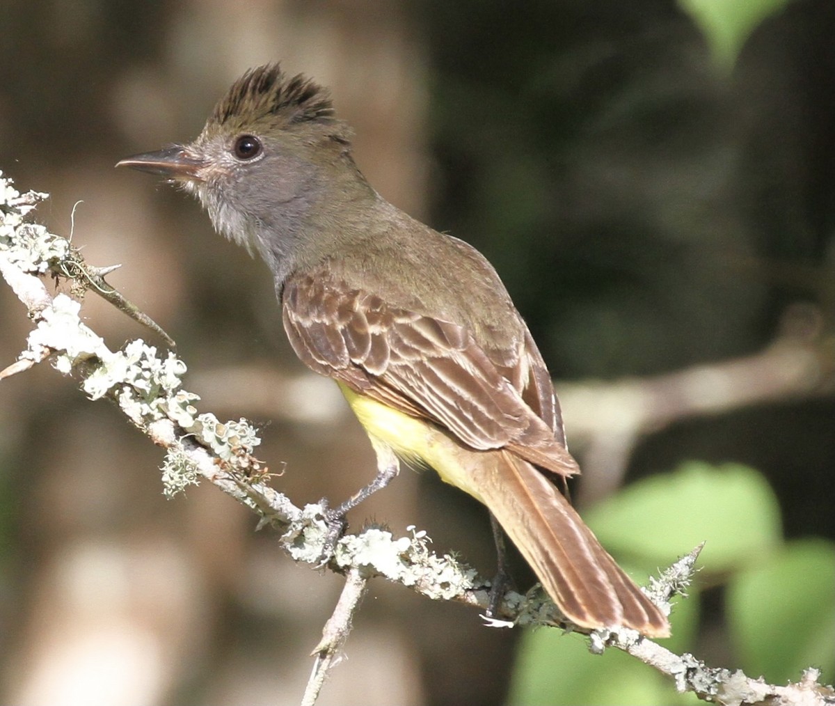 Great Crested Flycatcher - ML380190601