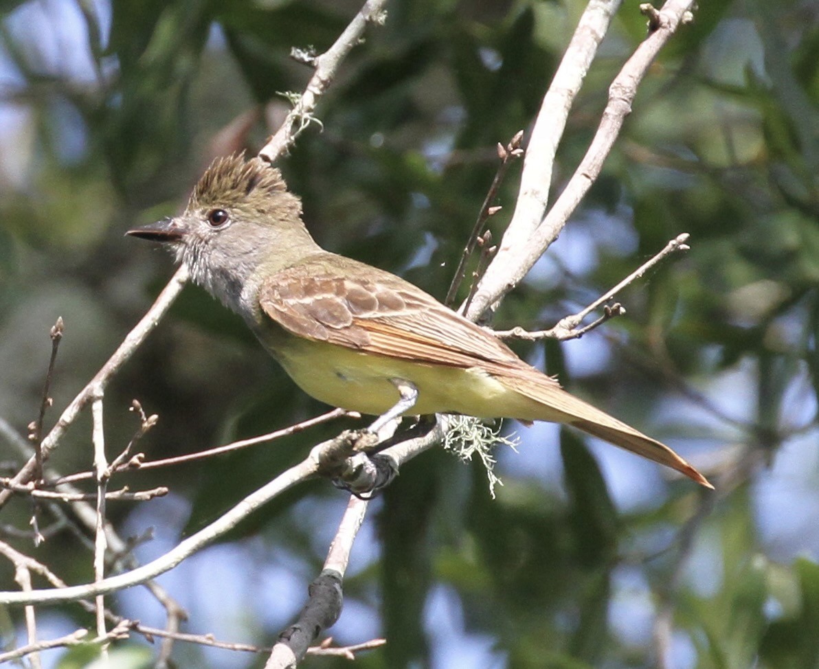 Great Crested Flycatcher - ML380190631