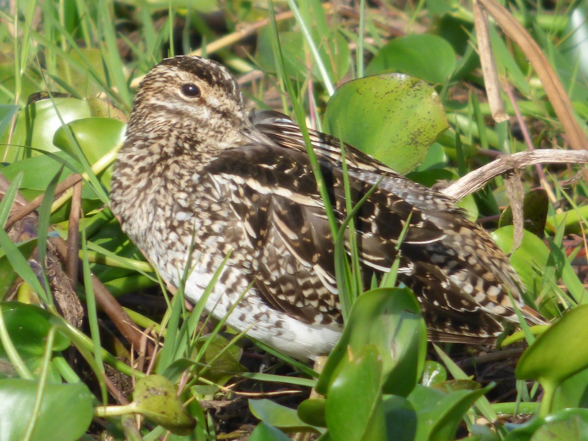 Pantanal Snipe - Gaspar Borra