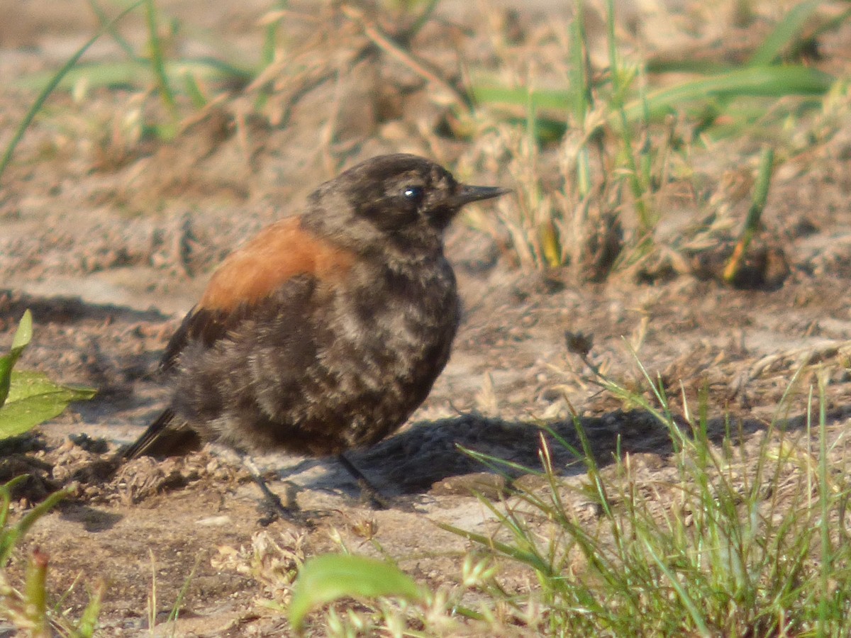 Patagoniensporntyrann - ML380190951