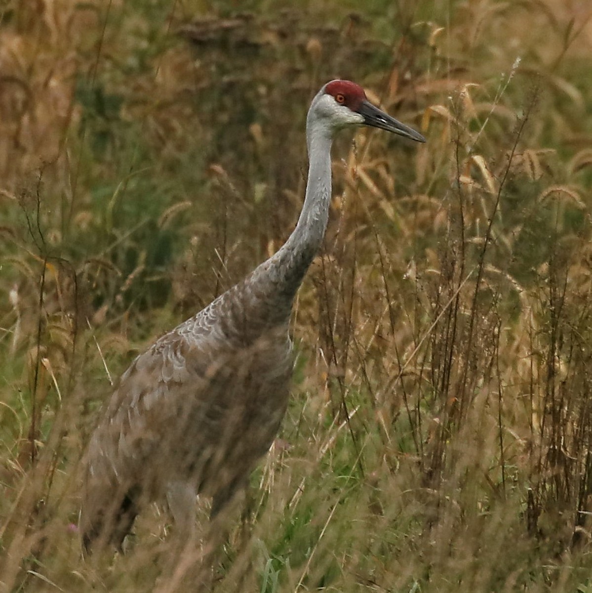 Sandhill Crane - ML380191831