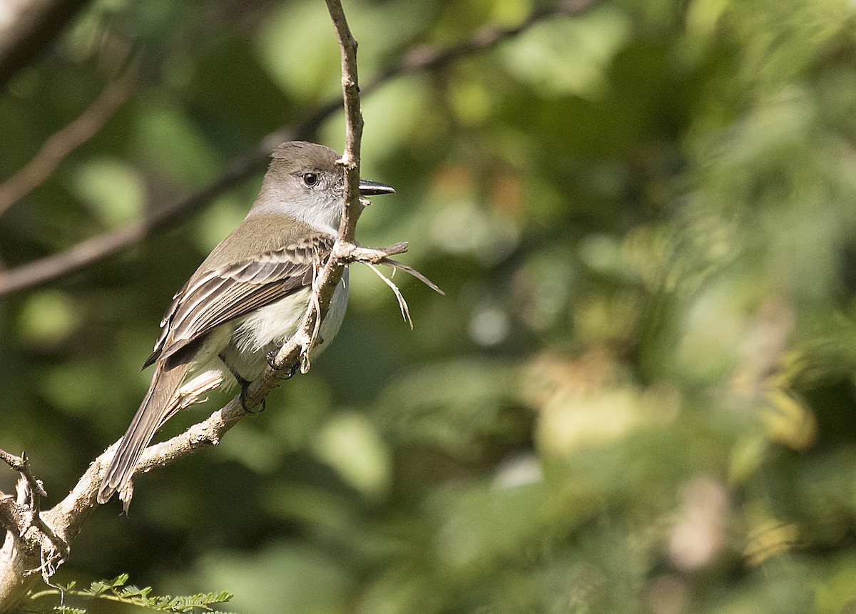 La Sagra's Flycatcher - ML380193121