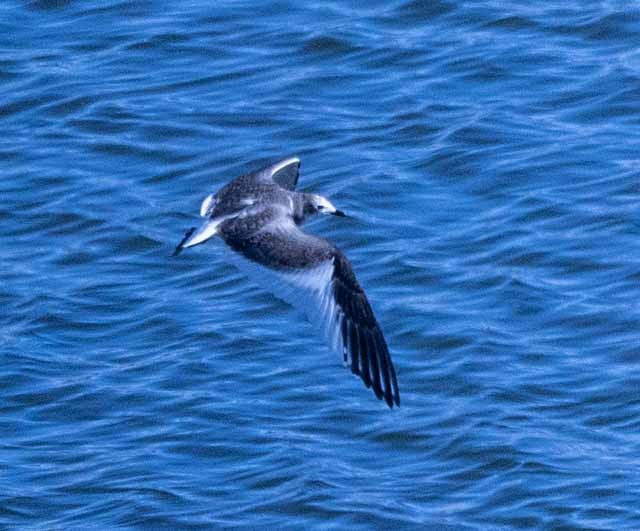 Sabine's Gull - ML380193251