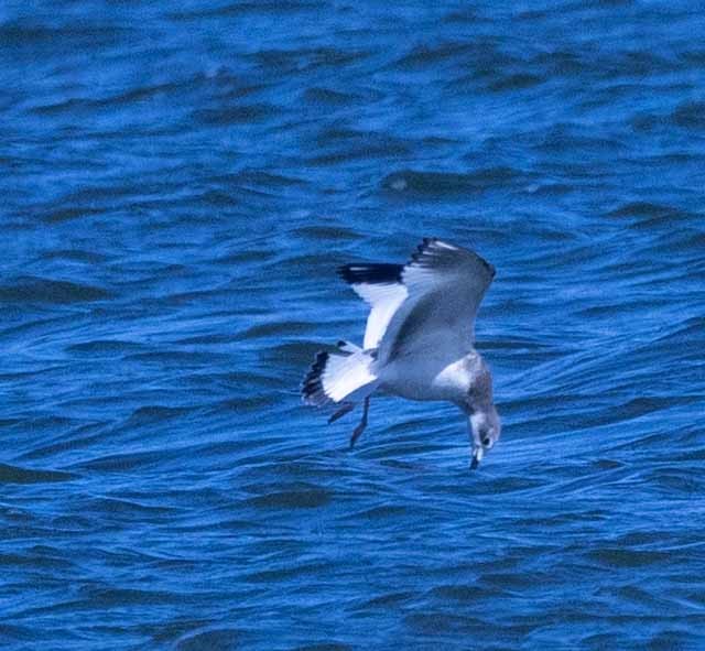 Sabine's Gull - ML380193271