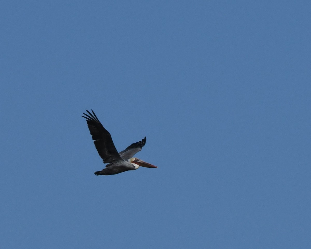 Brown Pelican - ML380193491
