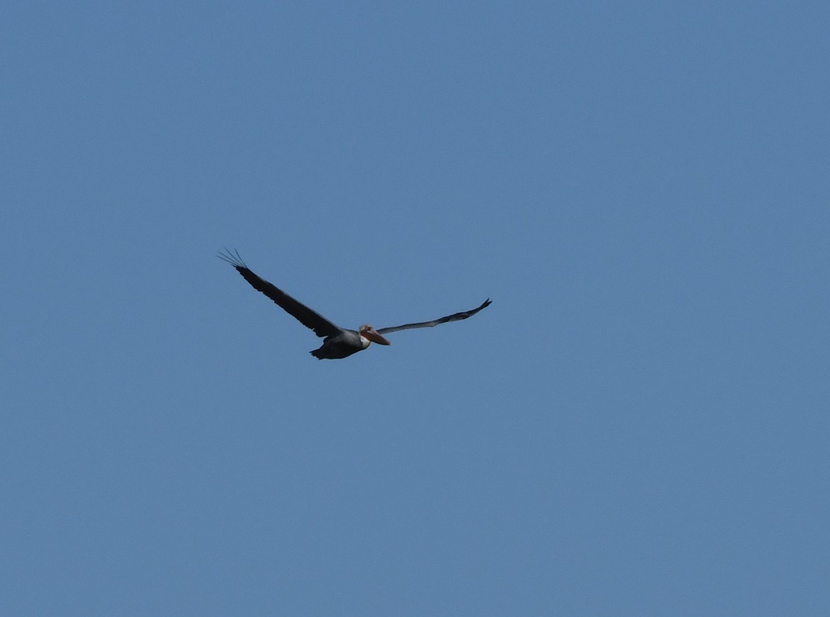 Brown Pelican - ML380193501