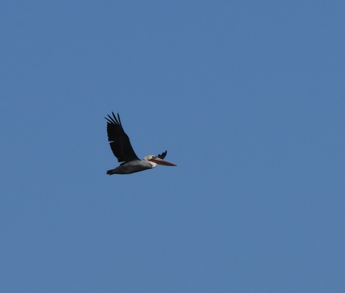 Brown Pelican - ML380193511