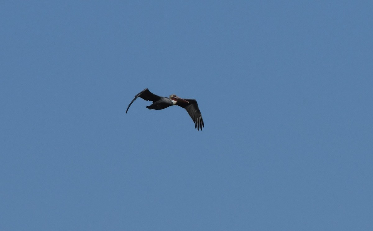 Brown Pelican - ML380193521