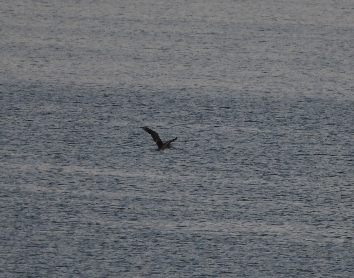 Brown Pelican - ML380193531