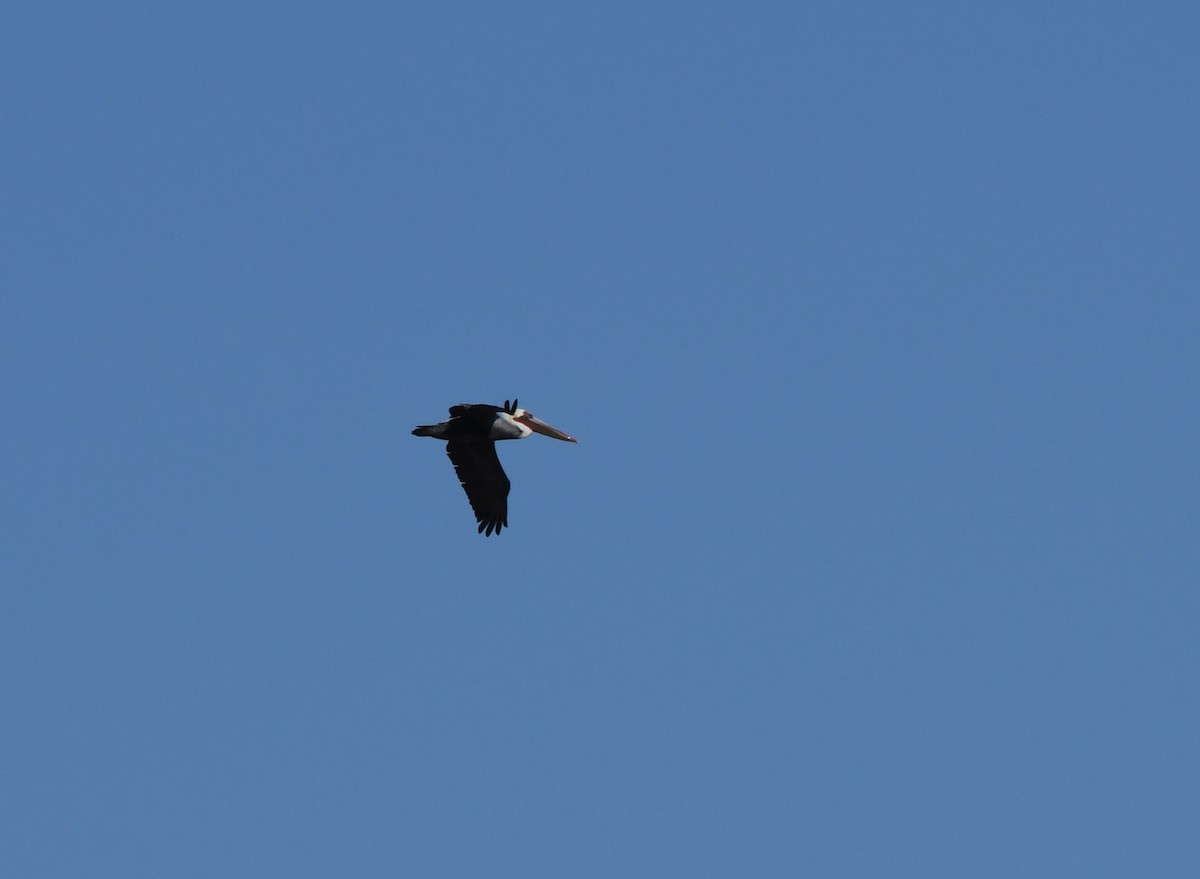 Brown Pelican - ML380193541