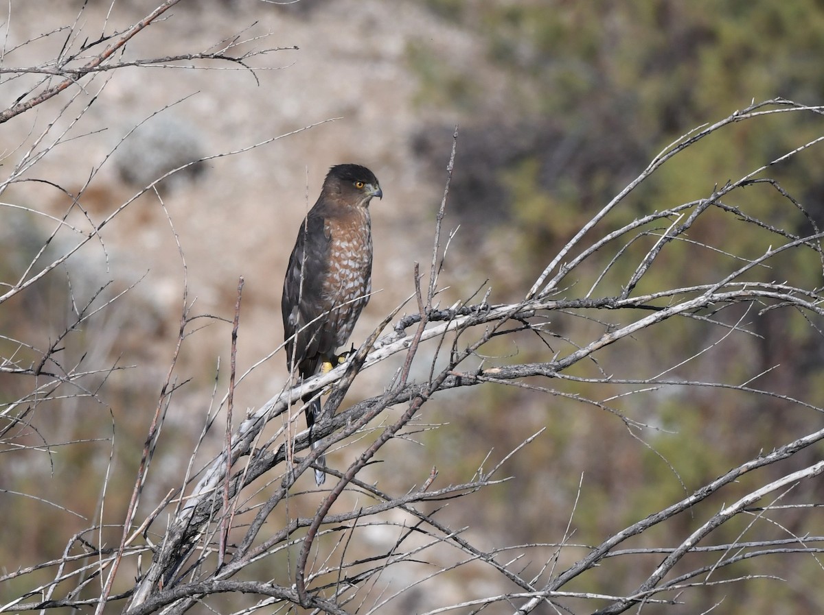 Cooper's Hawk - ML380194001