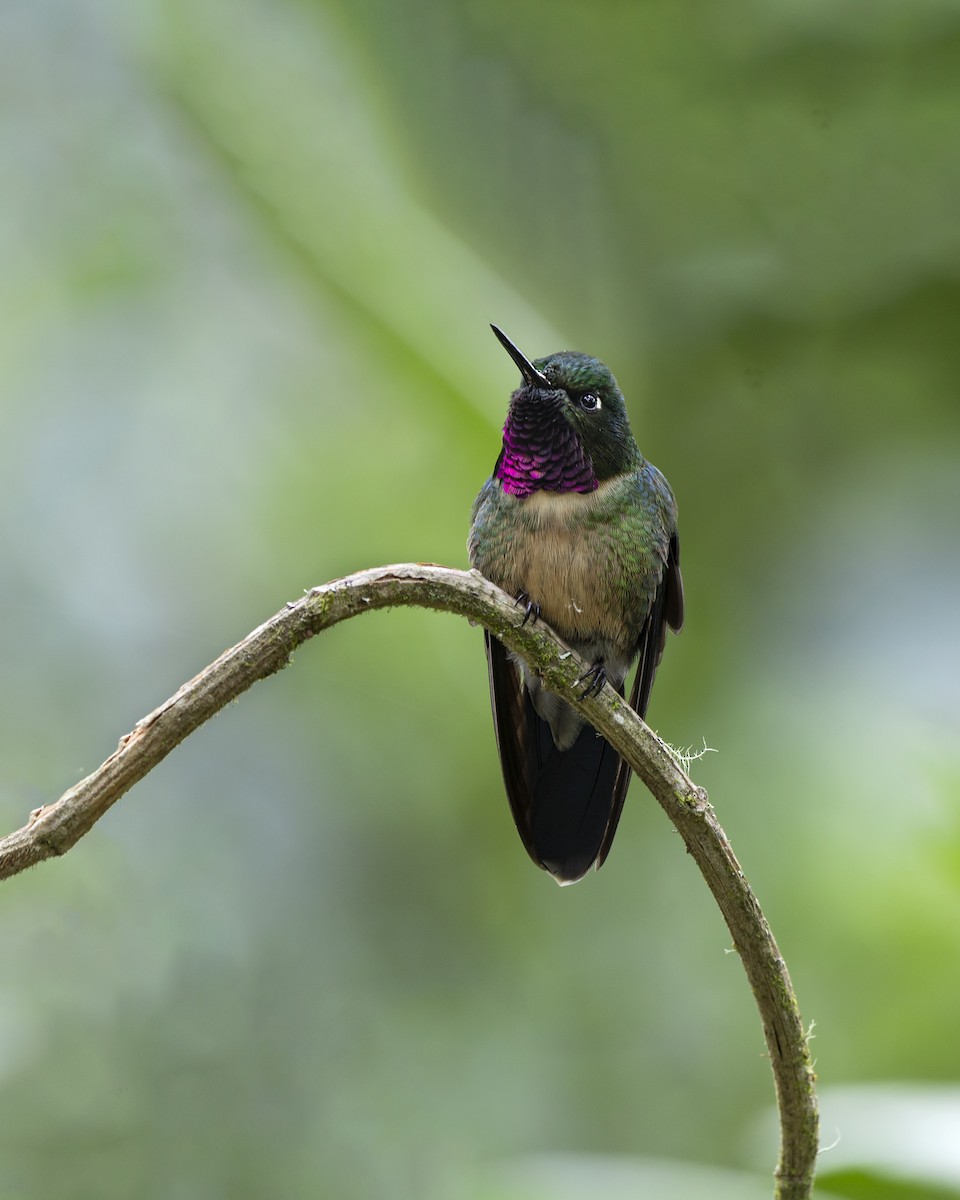 Amethyst-throated Sunangel - ML380194291