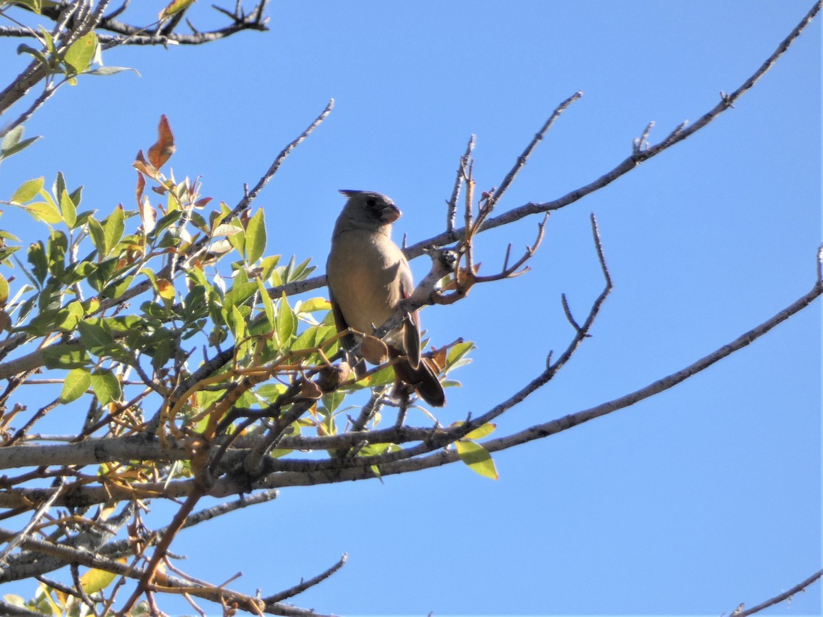 Cardinal pyrrhuloxia - ML380195401