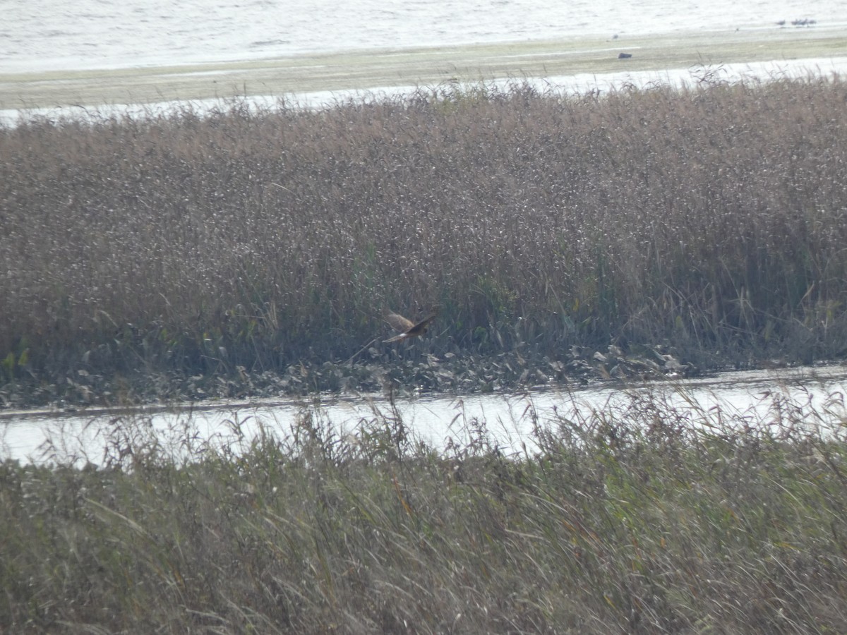 Northern Harrier - ML380196051