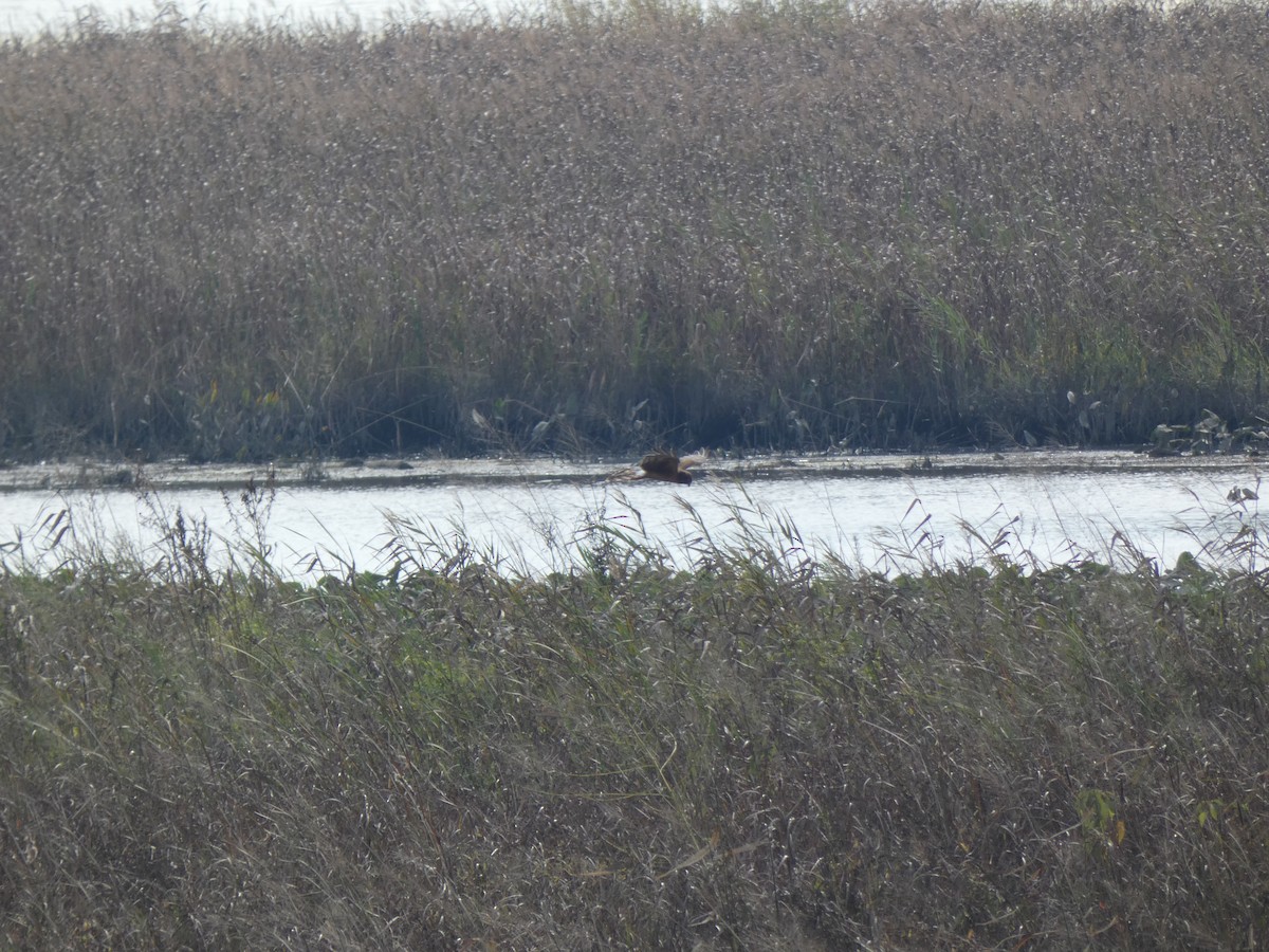 Northern Harrier - ML380196101