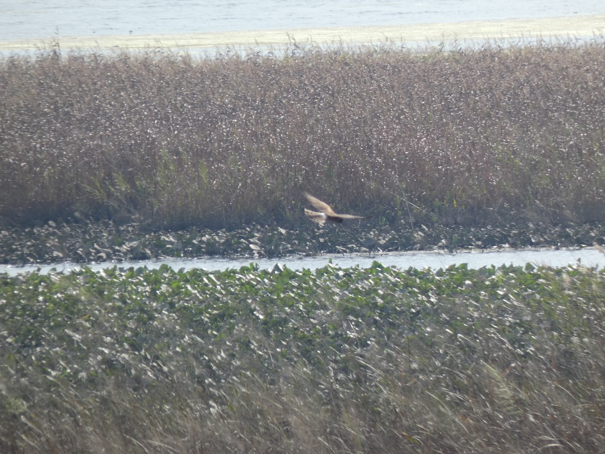 Northern Harrier - ML380196121