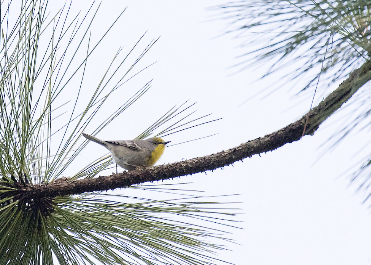 Olive-capped Warbler - ML380197041