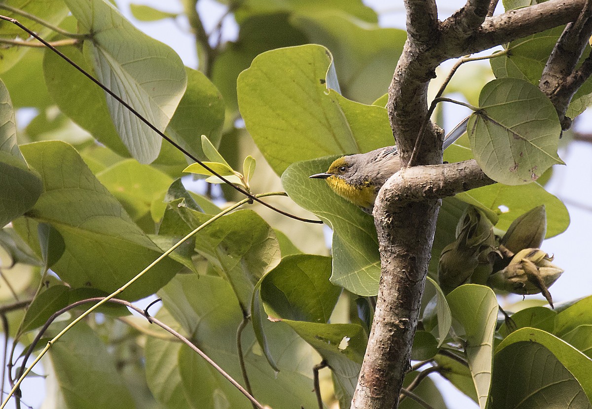 Olive-capped Warbler - ML380197071