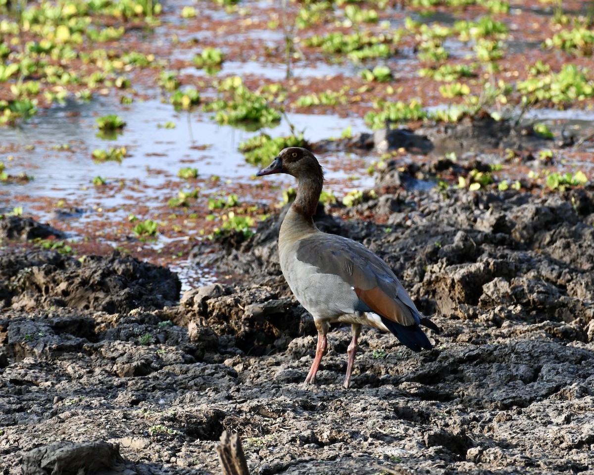 Nilgans - ML380200681