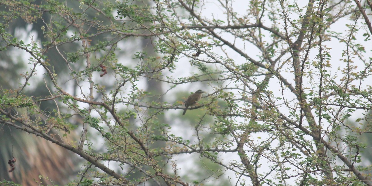 White-browed Bulbul - ML38020271