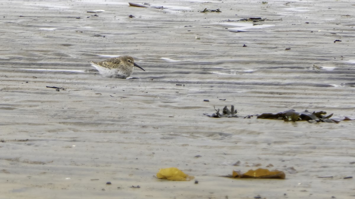 Dunlin - ML380204101