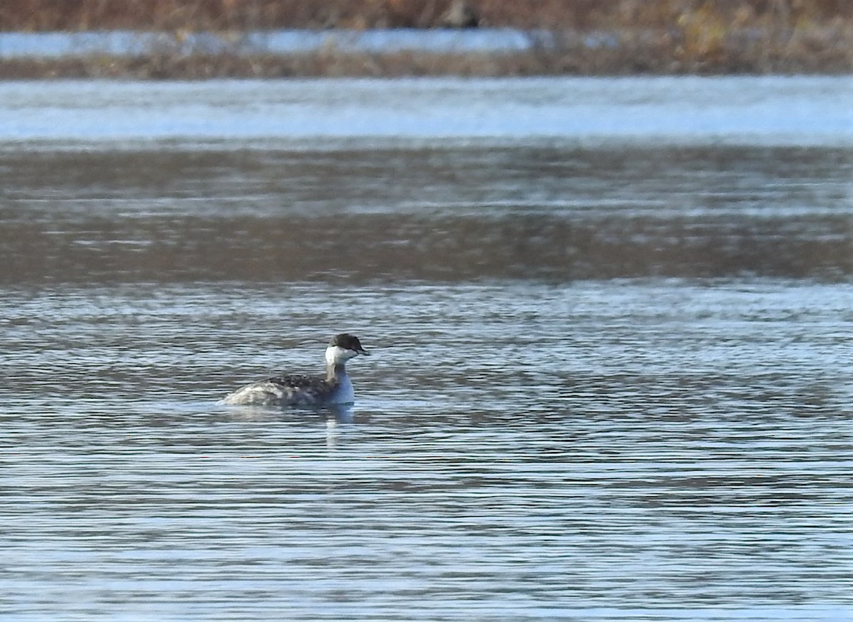 Horned Grebe - ML380205761