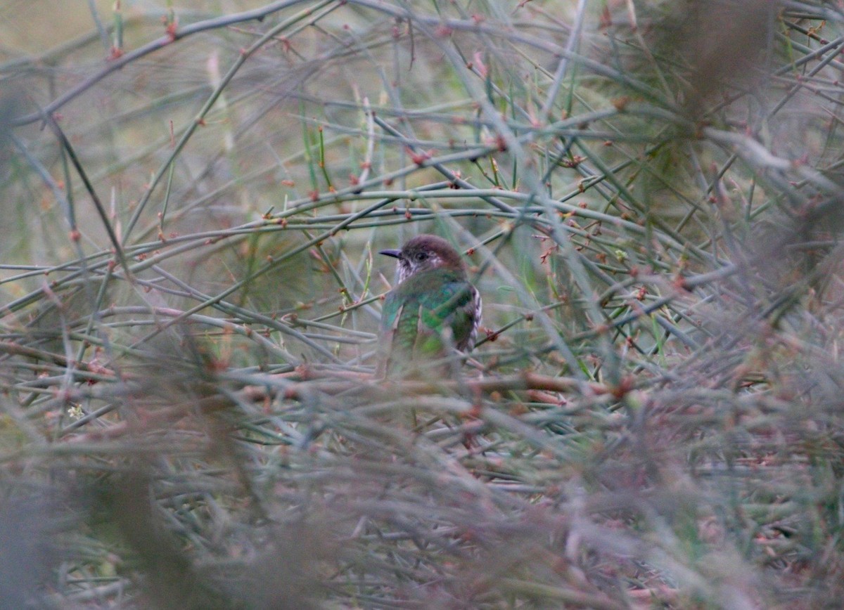 Shining Bronze-Cuckoo - ML380206721