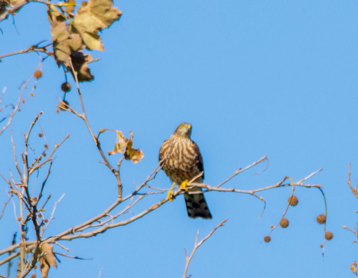 Sharp-shinned Hawk - frostioe Chen