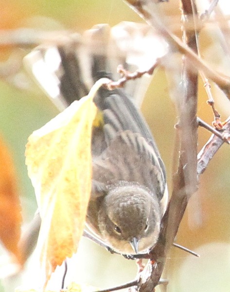 Yellow-rumped Warbler - ML38020961