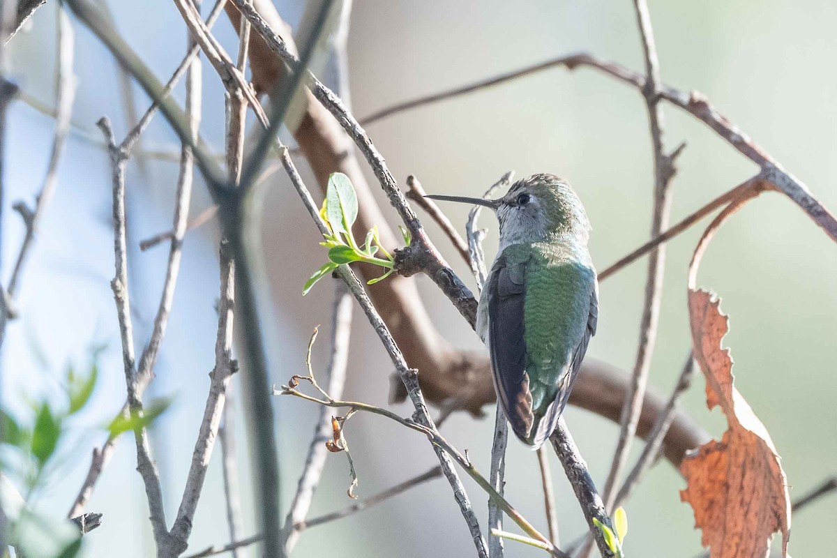 Anna's Hummingbird - ML380209991